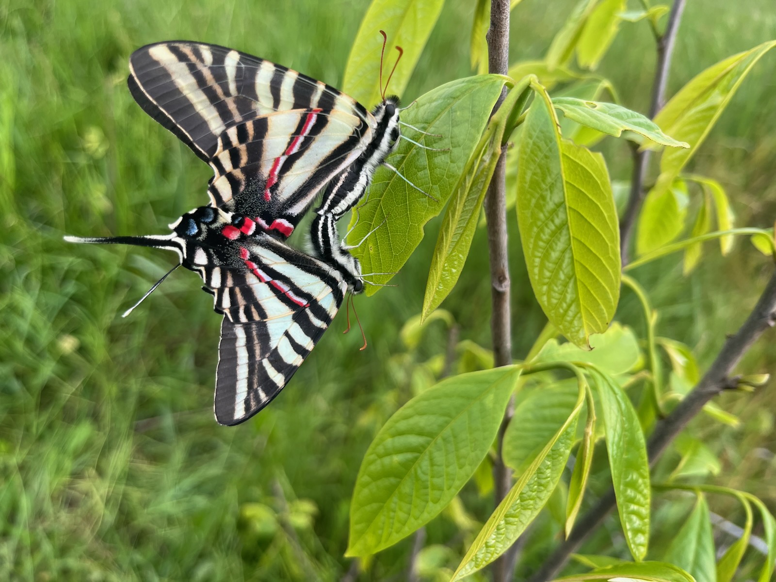 Zebra Swallowtail Butterfly – North American Pawpaw Growers